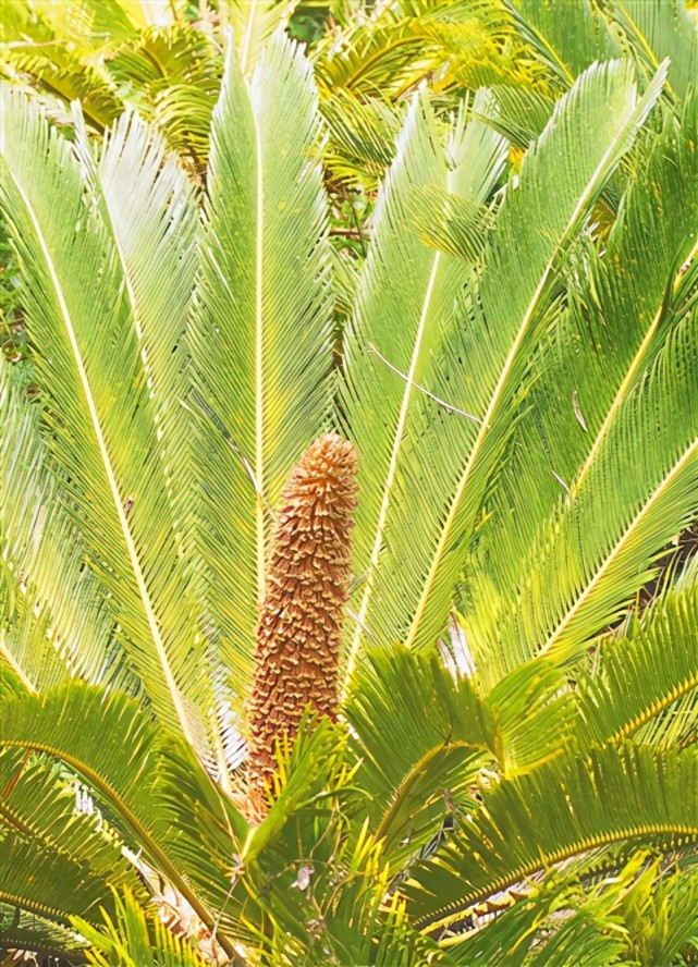 开花的海南苏铁. 海南日报记者 宋国强 摄