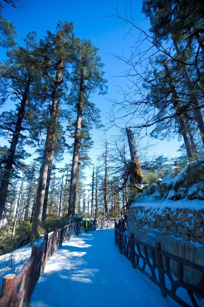 四川一个原始森林火了105万亩景色不输峨眉川军的看雪首选