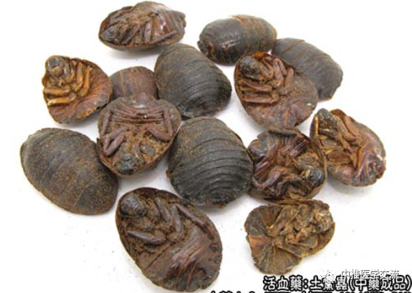 【每日一药】中药-土鳖虫