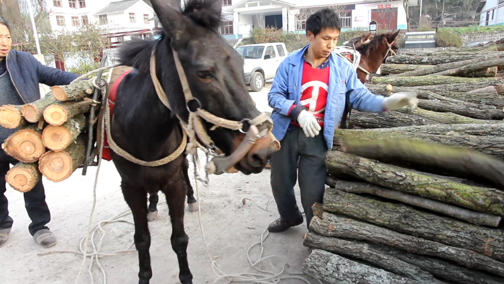 不是珍稀树种却论斤卖,4毛一斤,村民用骡子一天能驮1000斤