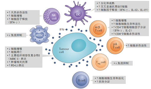 图2 ifnα作用机理—抗肿瘤及免疫调节目前已上市的同类药物主要有