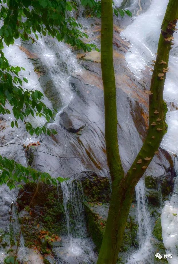 奇伟瑰丽蕲春这里的冰花奇观惊艳了2021年的开篇