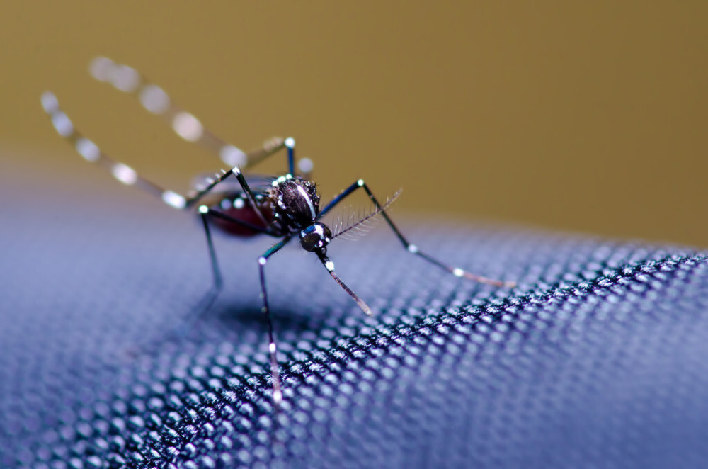 蚊中霸主白纹伊蚊,到底是何方神圣?_腾讯新闻