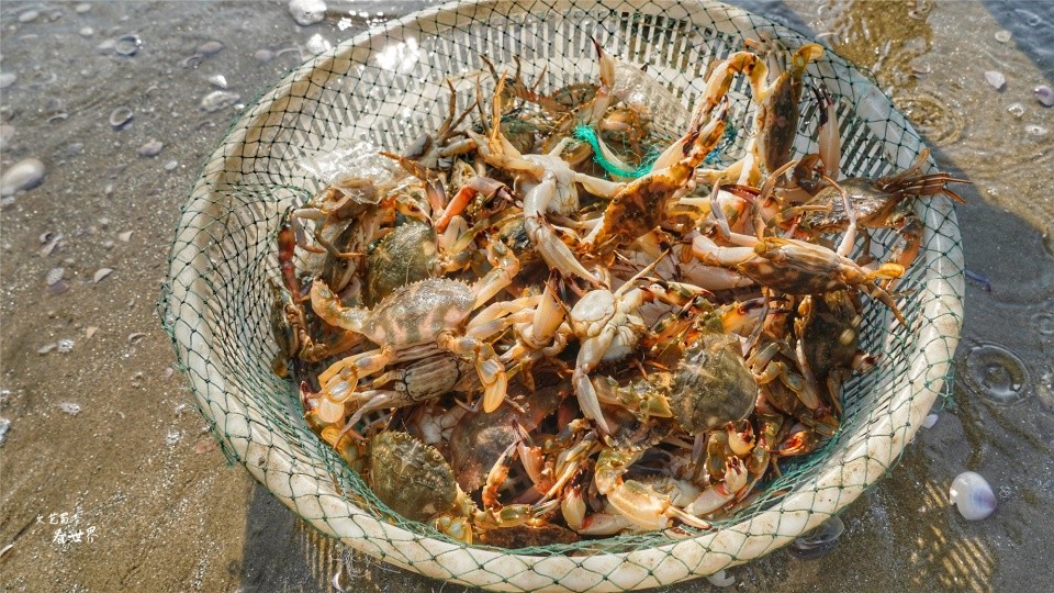 10斤鲜活的大螃蟹150元黄海明珠丹东大鹿岛很美很实在