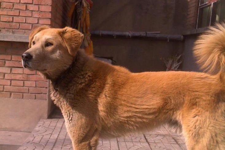 中国犬种大全 45种狗子齐了 有没有你家主子呢 腾讯新闻