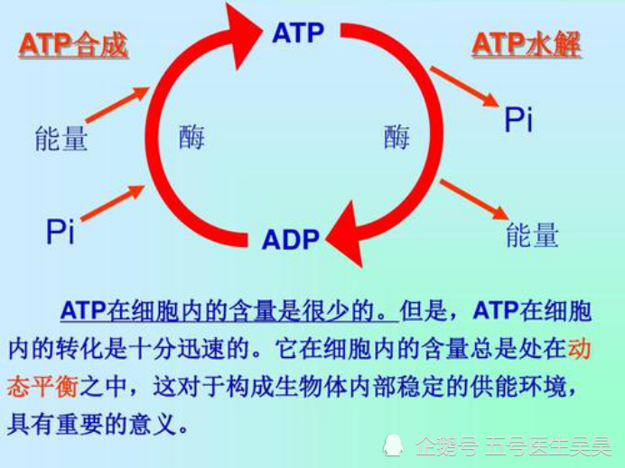 医学史上的1月7日英国化学家约翰沃克出生他解释了何为atp