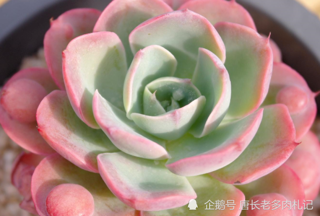 多肉泪无痕和雨滴谁贵图片