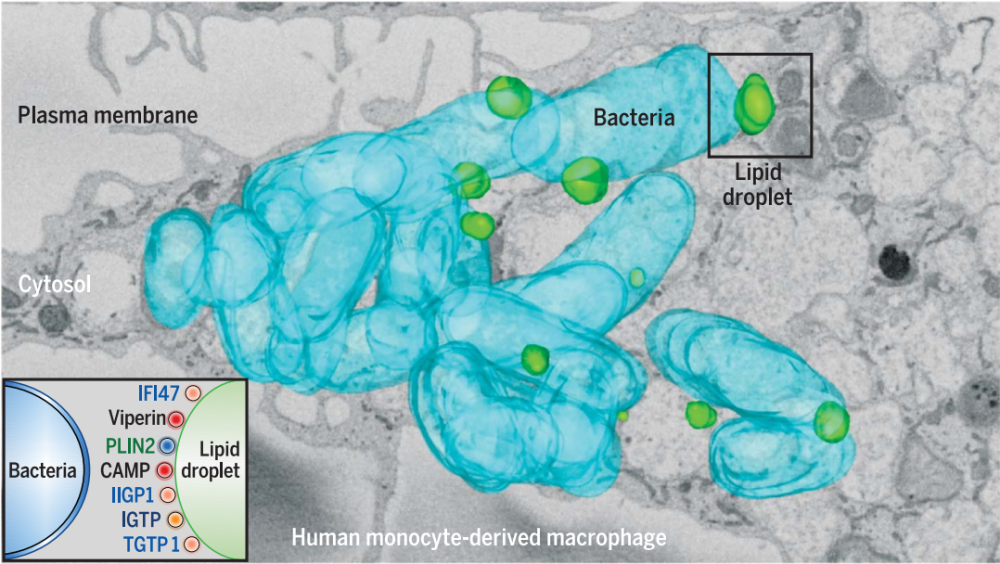 再進一步通過顯微鏡觀察,可以看到 脂質滴和細菌們頻繁親密接觸,顯然