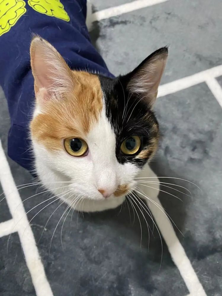 宠物年龄:1岁宠物品种:三花猫宠物性别:母宠物特点:有阴阳脸,很可爱