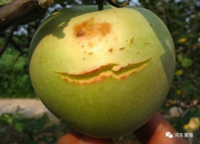 影响果品光洁度的因素