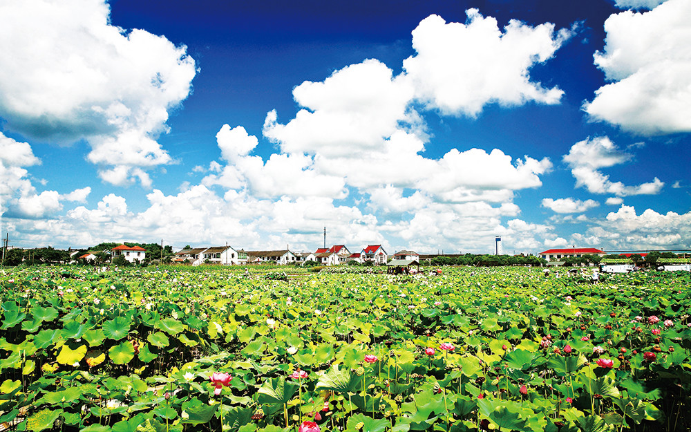 江南·百镇|新浜:人文戏剧之乡,花开四季