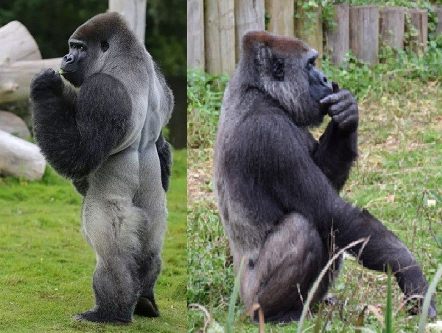 如果银背大猩猩遇到老虎,会是什么结局呢?