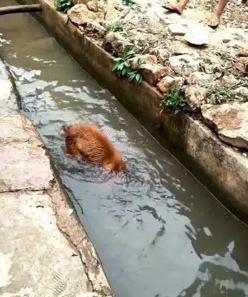 土狗每天从河里叼东西回家它心里的想法让人泪崩