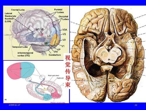 人体奥秘之谜大脑17