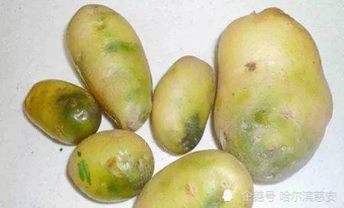 马铃薯发芽或部分变绿时,其中的龙葵素大量增加,烹调时又未能去除或