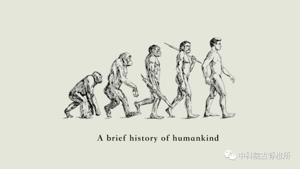 我所相关科研成果入选2020年度人类起源研究十大新认知名单