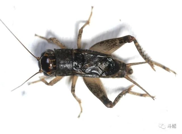 蟋蟀鉴赏:13路铁砂项暗黄