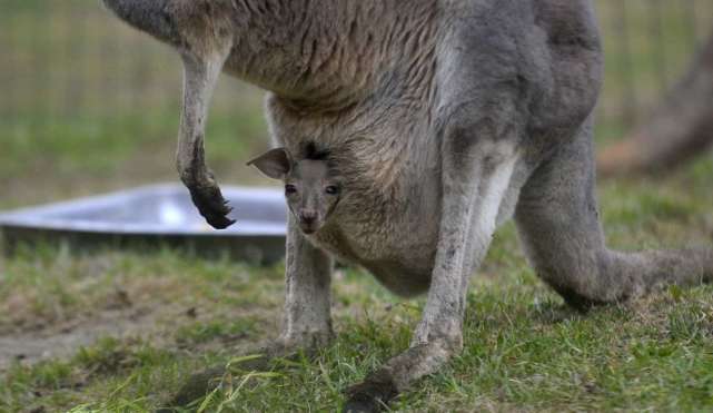 澳大利亚兔子泛滥成灾破坏草场100亿只兔子真的灭不完