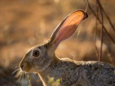 两种兔子萌呆啦!都产自新疆,名字都是新疆的!