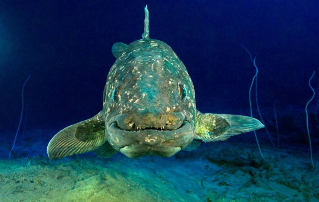 已灭绝动物重现地球这种鱼和恐龙一起消失现在重现人间