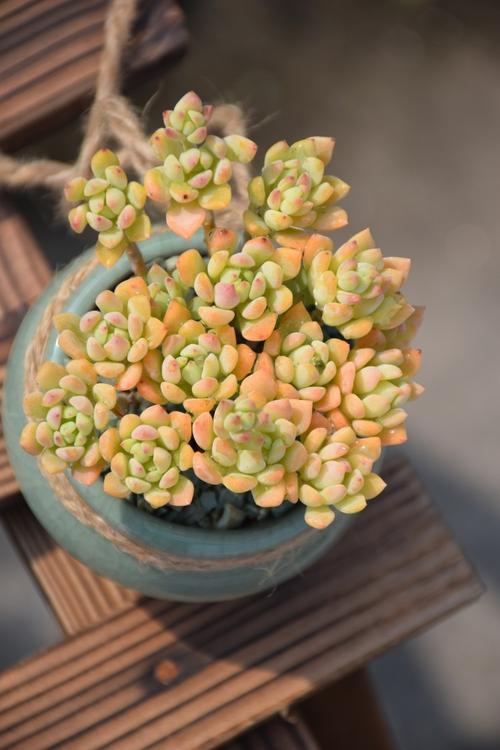 多肉小美女好看又好养易群生长满盆养成果冻色老桩