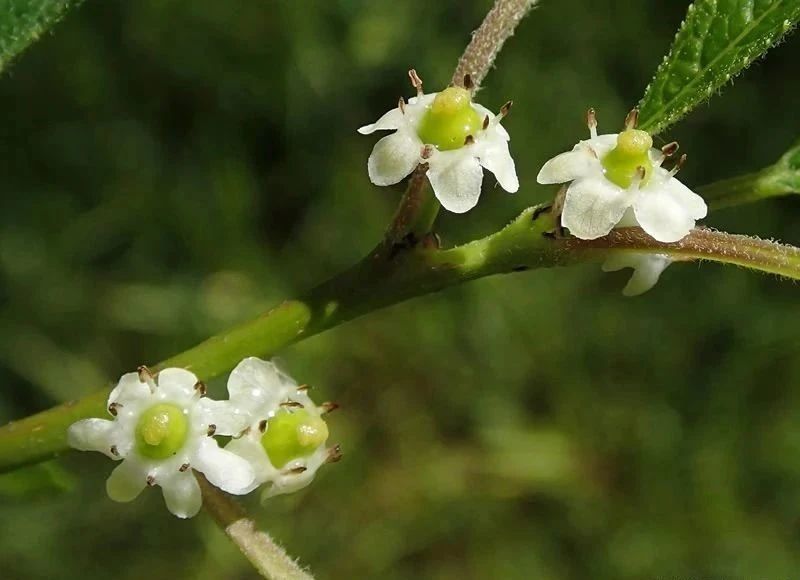 舍不得每年都买北美冬青插花可以养成盆栽要公母一起买