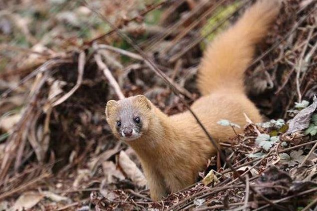 为什么老人说黄鼠狼不能杀科学研究表明真的不能杀