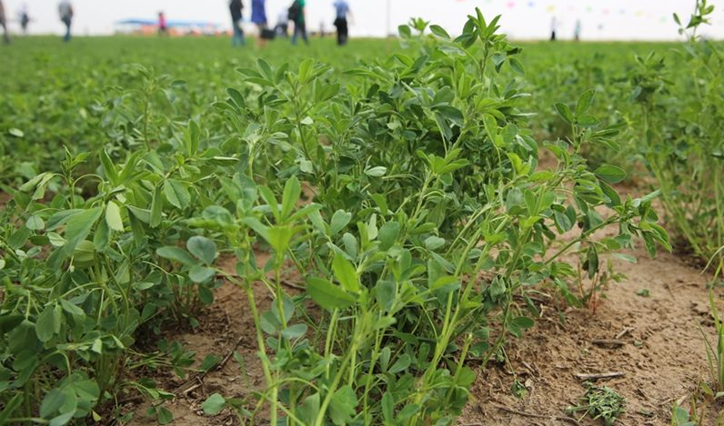 常见的牧草播种方式,不同草种的播种方式不同,看看您播种对了吗