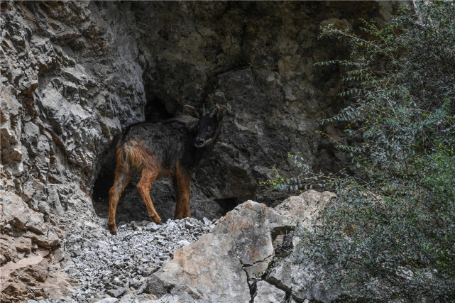 青海玉树出现异象,消失多年的生物再次出现,地球在自我修复?