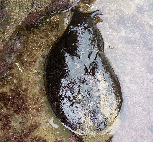 打开腾讯新闻,查看更多图片 >海蛞蝓可以变得很大,但