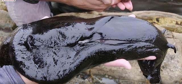 大如兔子的黑海蛞蝓犹如外星生物看上去软绵绵却是制毒高手