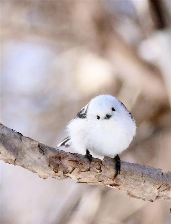 因为太萌差点成为国鸟的小肥啾美丽在可爱面前一无是处