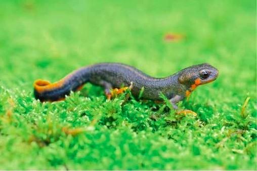 大理州境内首次记录祥云水目山自然保护区发现蓝尾蝾螈