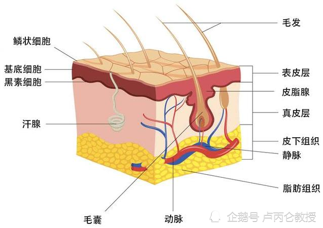 皮肤层次厚度示意图图片