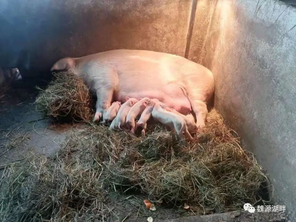 稀奇隆回一头母猪20天内连产两窝猪崽
