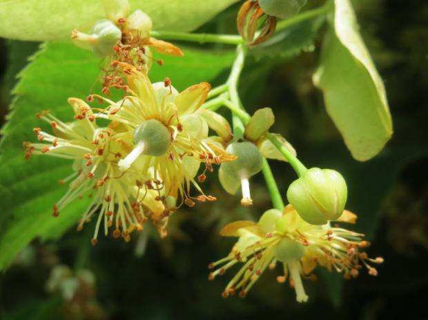 荒野維生野菜系列椴樹