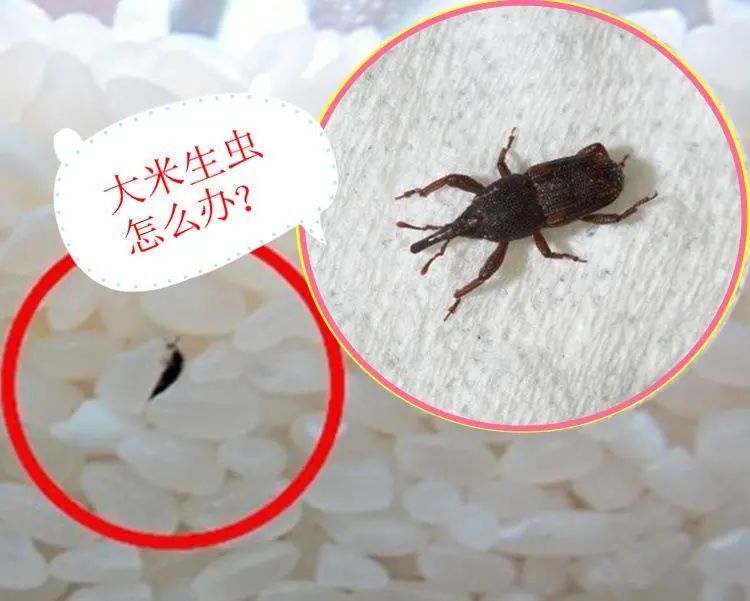 秒懂三千问米中为什么会生虫子呢