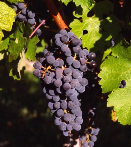 品丽珠cabernetfranc