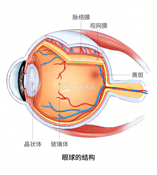 视网膜10层结构图片