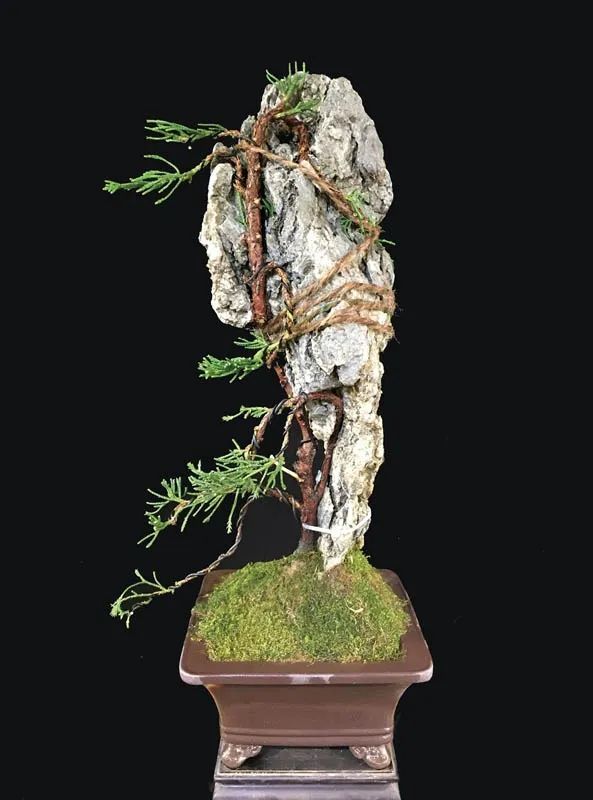 当奇石与古木相得益彰,轻松制作一道"缝石而生"的附石盆景!