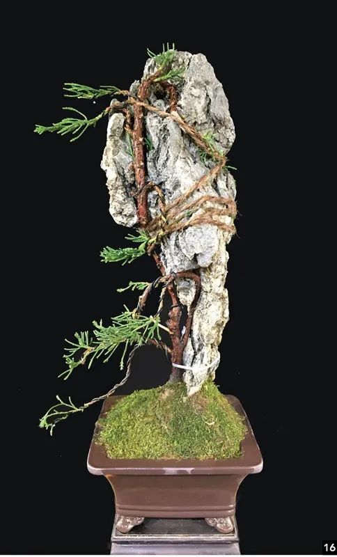 当奇石与古木相得益彰,轻松制作一道"缝石而生"的附石盆景!