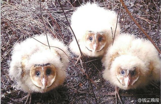 工地出现三只怪鸟后停止施工