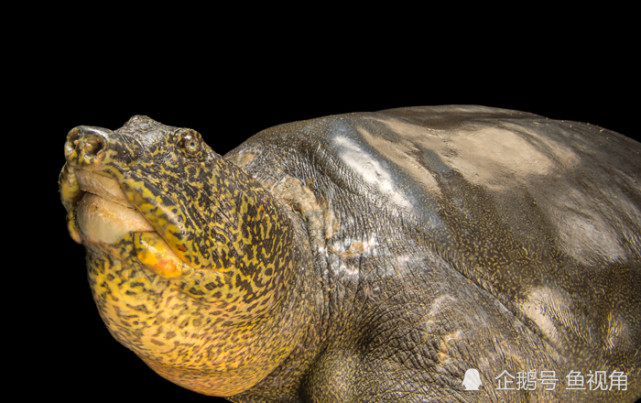 越南发现一雌性斑鳖重86公斤长1米濒灭种群重燃一线生机