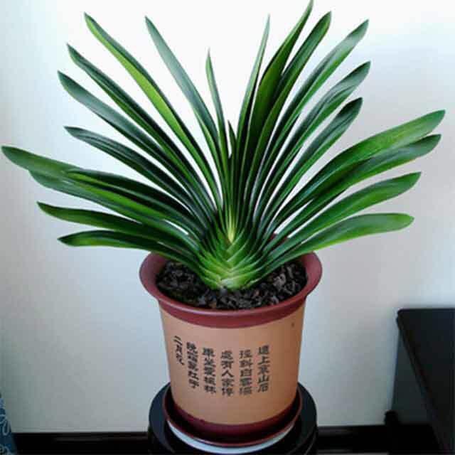 君子兰浇水要注意什么?_腾讯新闻