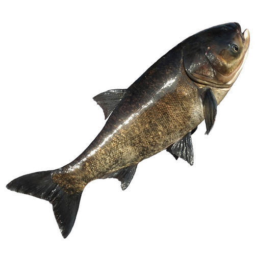 手竿野钓鲢鳙调漂和开饵真的很重要吗