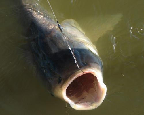 夏天才能钓鲢鳙你错了冬天也能钓大鲢鳙