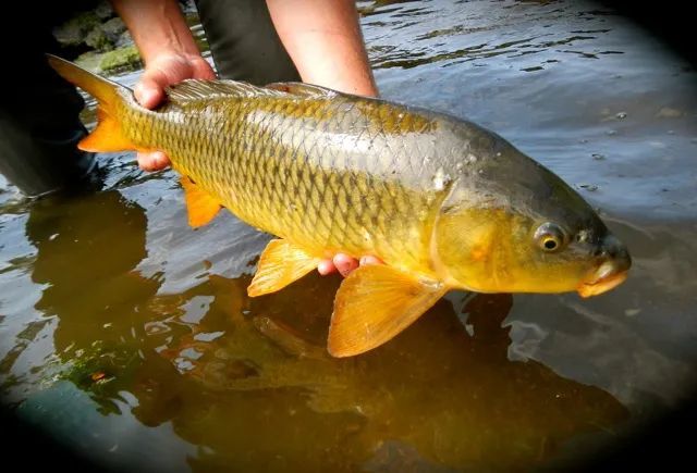 长江黄河即将无鱼可捕