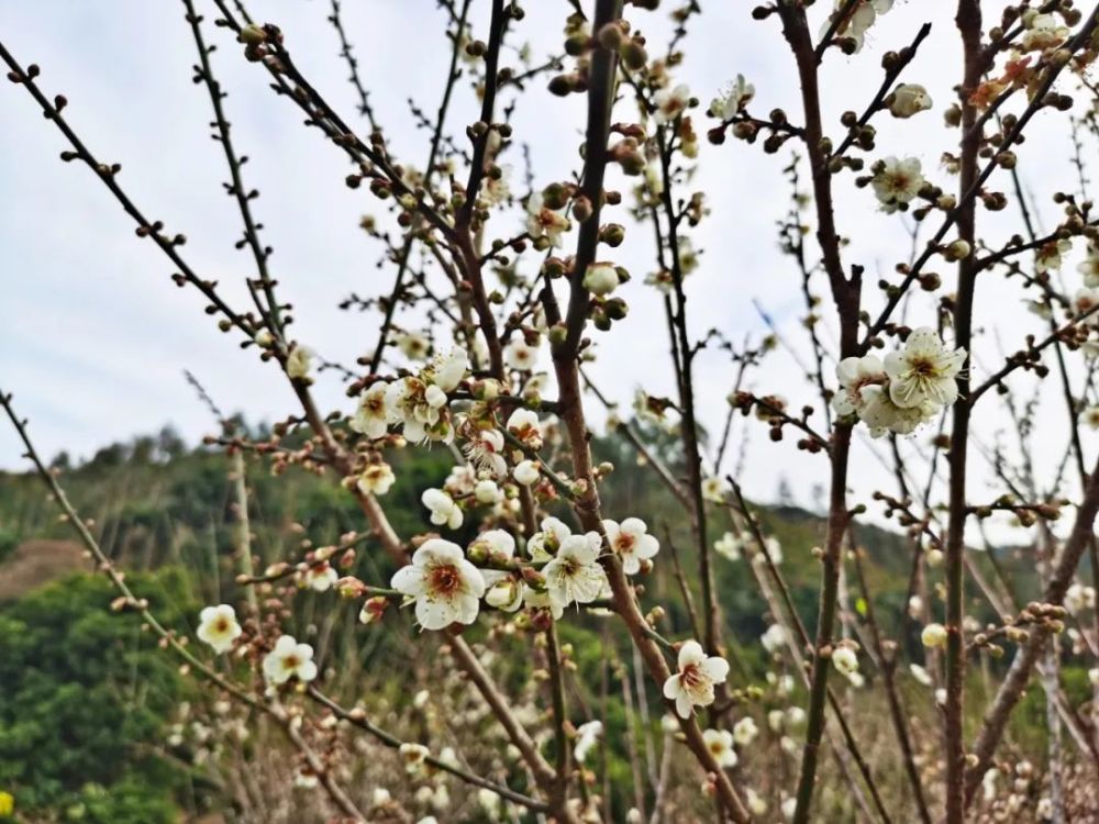 四九話梅你吃過!但它的花開你看過嗎?