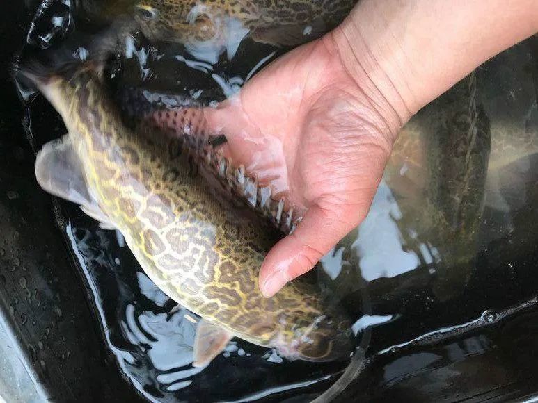 与清代《调鼎集》"取季鱼,肚皮去骨,拖蛋黄,炸黄,作松鼠式.