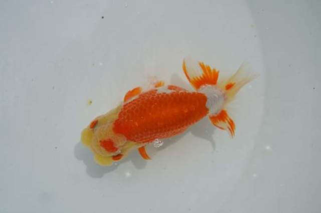 活久见 这些金鱼竟然会跳芭蕾 旋转 点头 摆尾 舞姿动人 金鱼 兰寿 观赏鱼